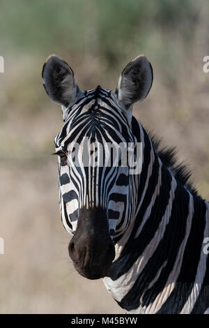 Portrait d'Equus quagga zebra (commune) Tsavo, Kenya, Africa Banque D'Images