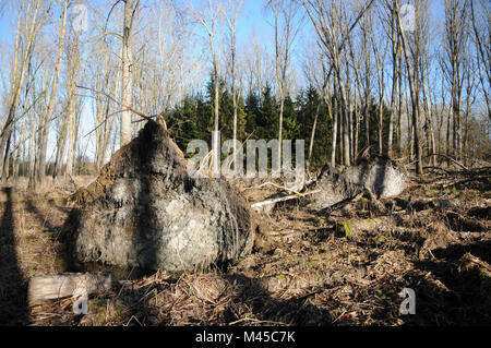 Populus balsamifera Peuplier baumier, déraciné des arbres Banque D'Images