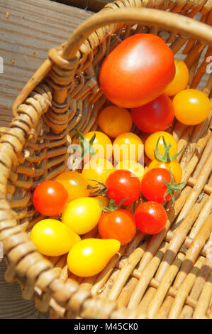 Lycopersicon Lycopersicum esculentum Solanum, syn, tomate, Banque D'Images