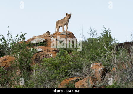 Deux oursons lion (Panthera leo) sur une colline connue sous le rocher du Lion dans Lualenyi réserver, Tsavo, Kenya Banque D'Images