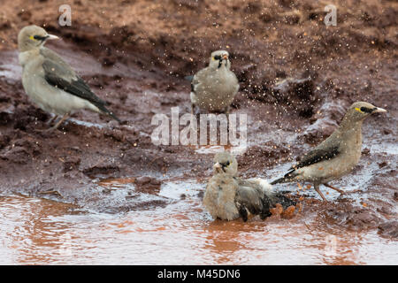 Réorganisation de l'étourneau (Creatophora cinerea) sabrer dans l'eau trou, Tsavo, Kenya Banque D'Images