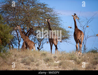 Les Girafes sur la savane. Safari à Amboseli, Kenya, Africa Banque D'Images