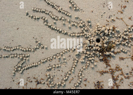 Les crabes bubbler sable boules des sédiments sur la plage de Port Douglas, Queensland, Australie, à marée basse Banque D'Images