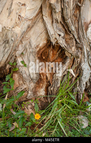 Résumé de l'écorce d'eucalyptus montrant les dentelures profondes et à du papier texture à Port Douglas, Queensland, Australie Banque D'Images