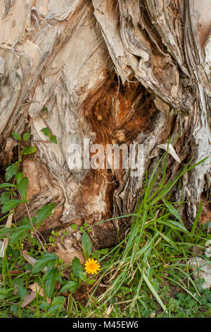 Résumé de l'écorce d'eucalyptus montrant les dentelures profondes et à du papier texture à Port Douglas, Queensland, Australie Banque D'Images