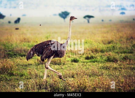 Autruche sur savane, safari en Tanzanie, Afrique Banque D'Images