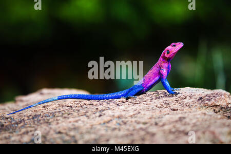 L'Agama à tête plate de Mwanza. Serengeti, Tanzanie Banque D'Images