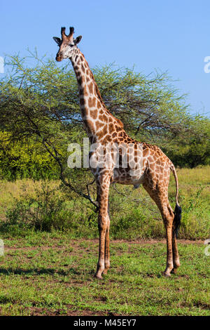 Girafe sur la savane. Safari dans le Serengeti, Tanzanie, Afrique du Sud Banque D'Images