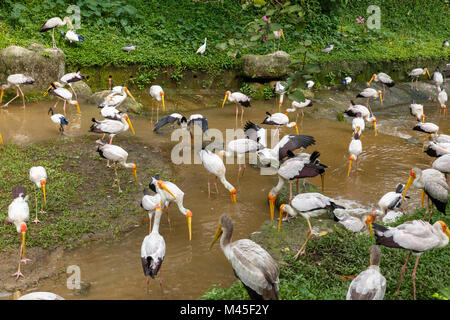 Bec jaune stork à la recherche de nourriture dans la rivière Banque D'Images