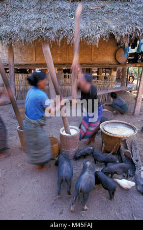 Le Laos. Luang Namtha (près de Muang Sing). Ajo Kamu hill tribe. Battage femme riz (séparer la peau de riz) et les porcs. Banque D'Images