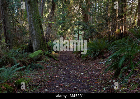 WA13421-00...WASHINGTON - Beach à Bunker Trail à Salt Creek Recreation Area situé le long du détroit de Juan de Fuca. Banque D'Images