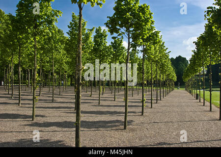 Même les rangées de jeunes arbres dans le parc du château de Schwerin Banque D'Images