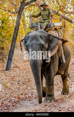 Ranger du parc équestre un éléphant d'Asie en les protégeant contre le braconnage dans le Parc National de Bandhavgarh, Madhya Pradesh, Inde Banque D'Images