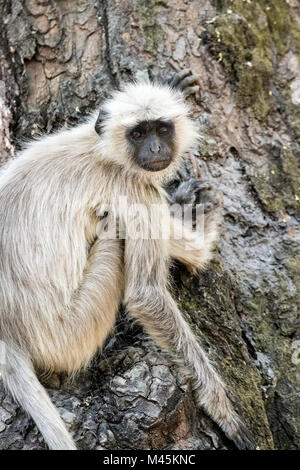 Gris adultes sauvages ou Entelle Langur Hanuman, Semnopithecus, portrait dans Bandhavgarh National Park, le Madhya Pradesh, Inde Banque D'Images