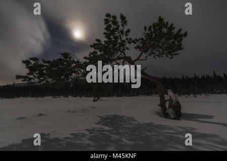 Paysage d'hiver dans moonlight, Gellivare, Laponie, Suède Banque D'Images