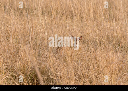 Les jeunes cerfs tachetés ou Chital sauvage fawn, Axis axis, se cachant dans l'herbe sèche dans Bandhavgarh National Park, Madhya Pradesh, Inde Banque D'Images