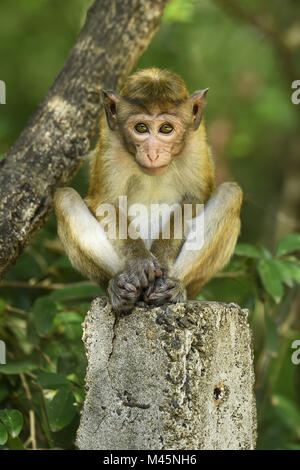 Toque macaque (Macaca sinica),jeune animal assis sur pilier,Parc national de Yala, au Sri Lanka Banque D'Images