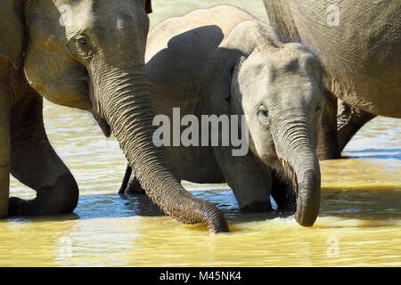 Les éléphants du Sri Lanka (Elephas maximus maximus) dans l'eau, tandis que le Parc National de Minneriya,boire,le nord de la Province Banque D'Images