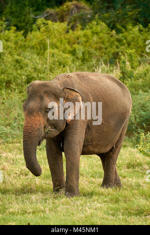 L'éléphant du Sri Lanka (Elephas maximus maximus),pâturage Parc National Minneriya,le nord de la province, Sri Lanka Banque D'Images