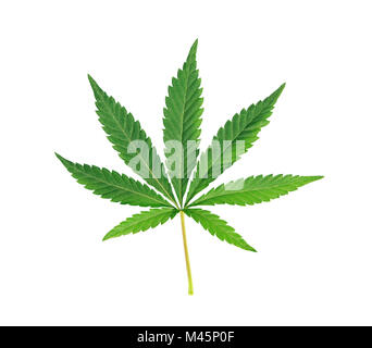 Feuille de cannabis, de marijuana isolated over white background Banque D'Images