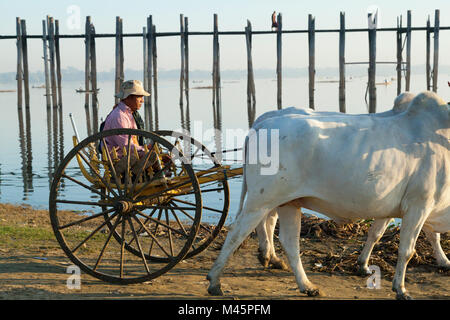 Homme birmans croisement avec ses bœufs blancs et panier dans le lac Taungthaman en Birmanie près de pied en bois pont U Bein bridge Banque D'Images