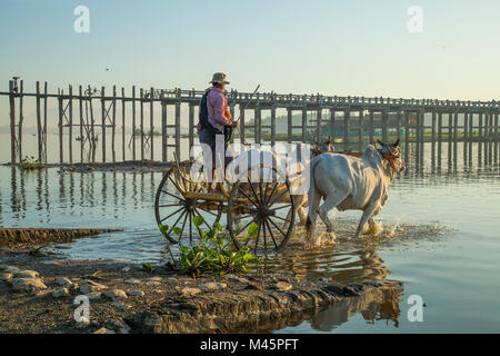 Homme birmans croisement avec ses bœufs blancs et panier dans le lac Taungthaman en Birmanie près de pied en bois pont U Bein bridge Banque D'Images