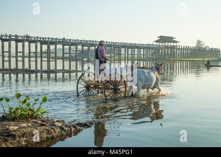 Homme birmans croisement avec ses bœufs blancs et panier dans le lac Taungthaman en Birmanie près de pied en bois pont U Bein bridge Banque D'Images