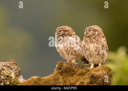 Peu d'Owls (Athene noctua),assis,directement,France,Allemagne Banque D'Images