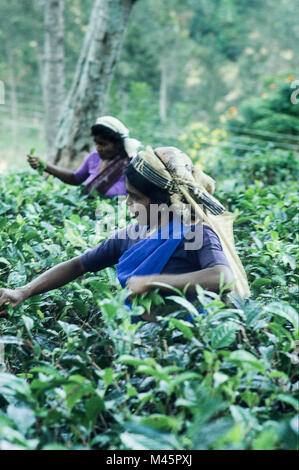 Les femmes tamouls prenant le thé sur un plateau les champs à Nuwara Eliya au Sri Lanka Banque D'Images