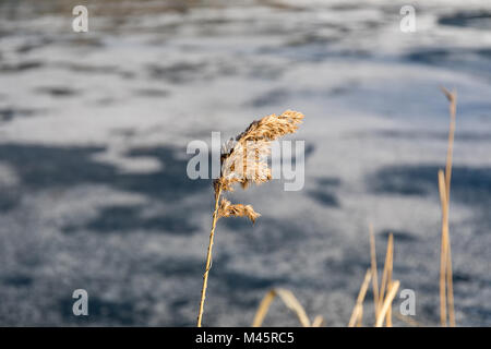 Le roseau commun (Phragmites australis) dans l'Université de Copenhague Jardin Botanique, Danemark Banque D'Images