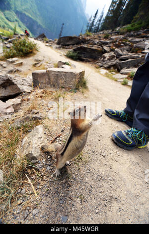 Le tamia rayé dans les Rocheuses canadiennes implore pour avoir de la nourriture auprès des touristes, Lake Louise, Banff. Canadian Rockies Banque D'Images