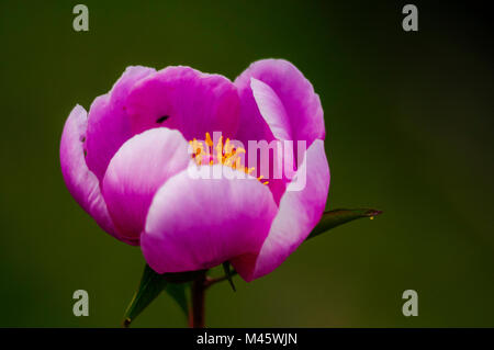 Alexandria Rose (Paeonía officinalis) Banque D'Images