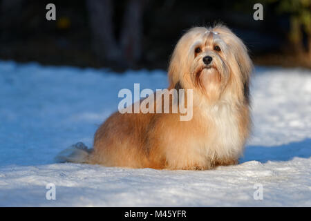 Championne femelle Bichon havanais magnifique chien assis dans un parc enneigé Banque D'Images