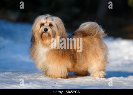 Belle chienne Bichon havanais champion se trouve dans un parc enneigé Banque D'Images