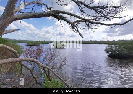 Les îles de mangrove, Matanzas river, Flagler Beach, Floride Banque D'Images