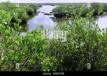 Les îles de mangrove, Matanzas river, Flagler Beach, Floride Banque D'Images