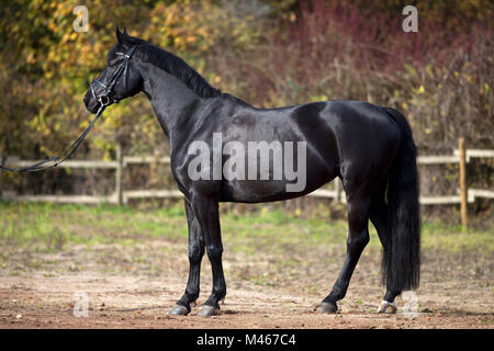 Cheval noir avec fond coloré Banque D'Images