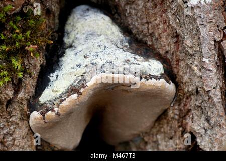 Willow champignon, Phellinus igniarius, également appelé fire éponge, est une cause majeure de la pourriture blanche. Banque D'Images