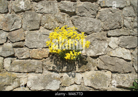 Alyssum saxatile, Syn. Aurinia saxatilis, Golden alyssum Banque D'Images