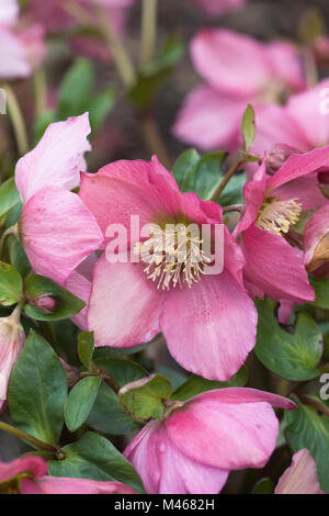 Helleborus Walberton Huis's 'Walhero Romarin' fleurs. Banque D'Images