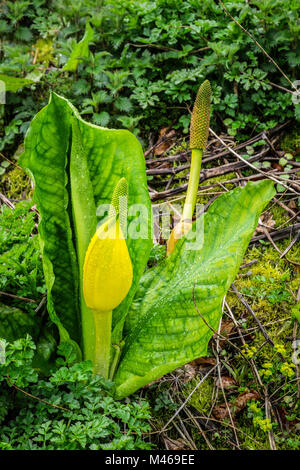 American skunk-chou, Lysichiton americanus, est une plante envahissante. Banque D'Images