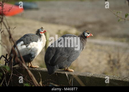 La pintade de Numidie (Numida meleagris) de la ferme, Cornwall, UK (1 de 3) Banque D'Images