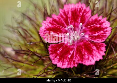 Dianthus barbatus Banque D'Images