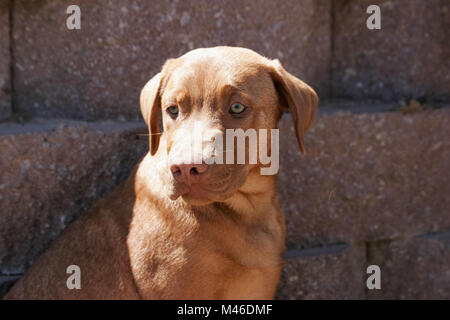 Chiot Pitbull qui pose pour un portrait dans le parc Banque D'Images