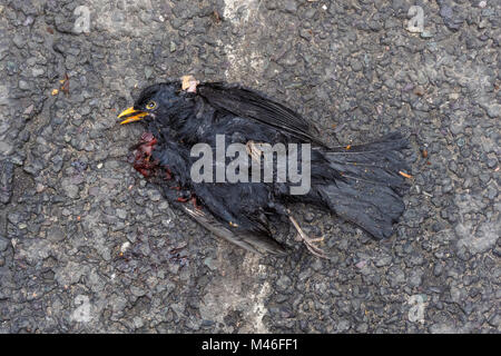 Blackbird morts sur un Street, London England Royaume-Uni UK Banque D'Images