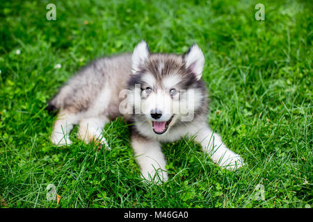 Mignon chiot malamute d'Alaska dans l'herbe Banque D'Images