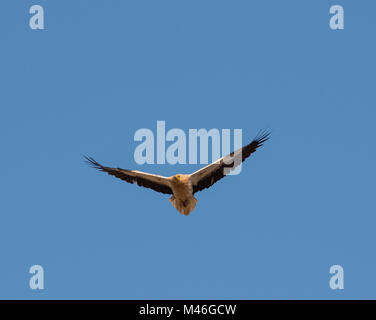 Des profils Percnoptère (Neophron percnopterus) en vol au dessus de l'île de Fuerteventura avec un ciel bleu en arrière-plan. Banque D'Images