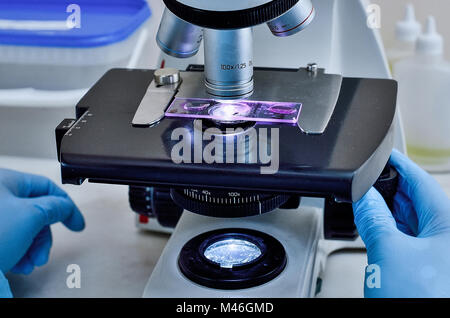 Microscope. Laboratoire de microbiologie. Moule et cultures fongiques. La recherche de bactéries. La microbiologie. Banque D'Images