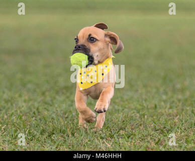 Adorable chiot runing sur l'herbe vers la caméra avec balle en bouche Banque D'Images