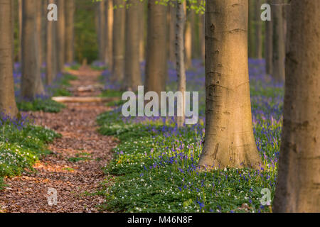 Parcours touristique dans la forêt de Halle, Halle, Bruxelles, Brabant flamand, Flandre orientale, Belgique Banque D'Images